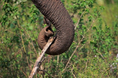 Sri Lankan elephant