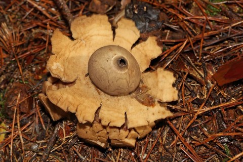 Ruffed Earth Star