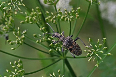 Black-spotted pincer