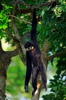 Yellow Cheeked Gibbon