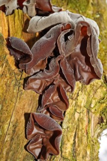 Jew's ear