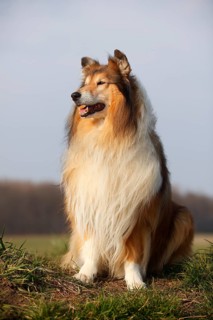 Scottish shepherd dog