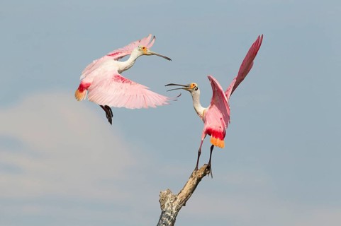 Roseate roseate spoonbill