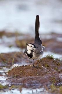 Pied Wagtail
