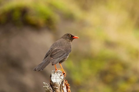 Great thrush