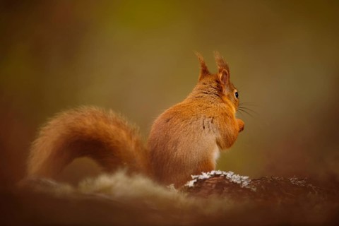 Eurasian red eurasian red squirrel