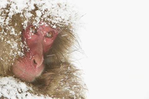 Japanese Macaque