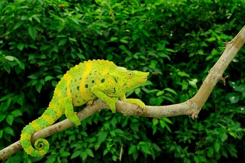 Meller's giant chameleon