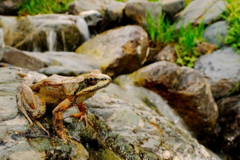 Pyrenean Frog