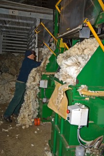 Sheep farming