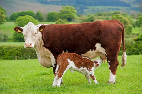 Domestic Cattle