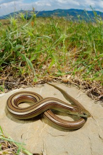 Three-toed Skink