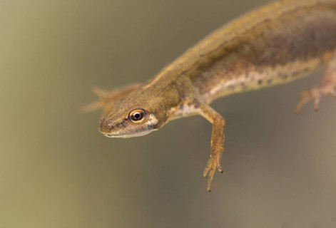Smooth Newt