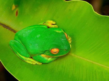 White-lipped tree frog