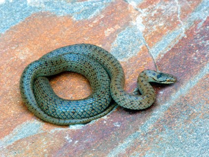 Smooth snake