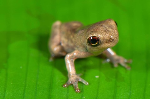 Treefrog