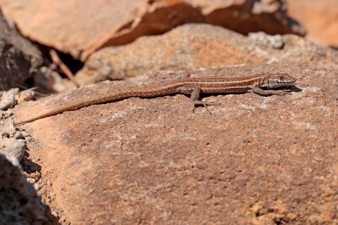Eastern Canary Lizard