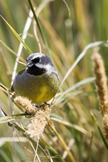 Black-throated Finch