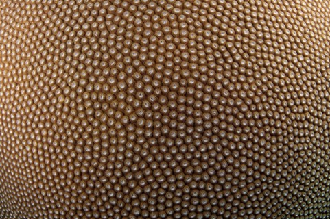 Stony Coral