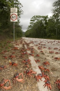 Christmas island red crab