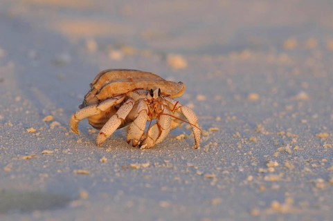 Strawberry Land Hermit Crab