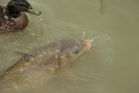 Mirror Carp