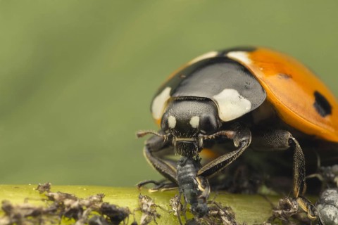 Seven-spot Ladybird