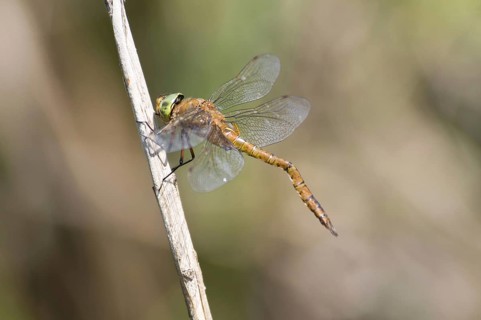 Norfolk Hawker