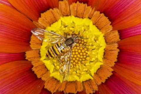 Marmalade Hoverfly