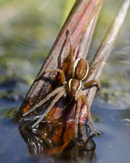 Raft spider