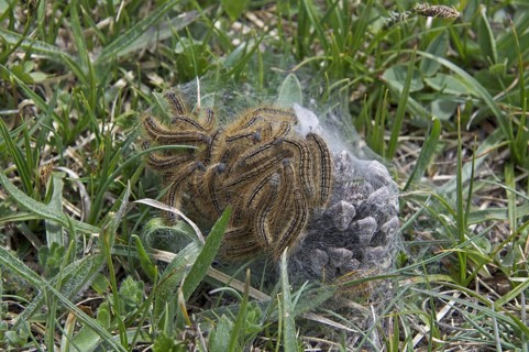 Lackey Moth