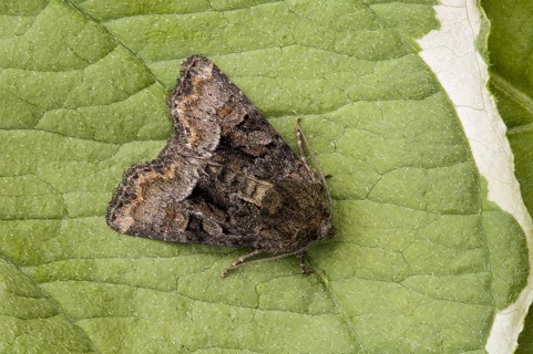 Rufous minor