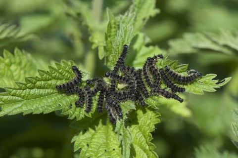 Small Tortoiseshell