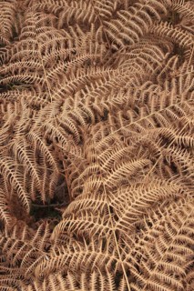 Bracken