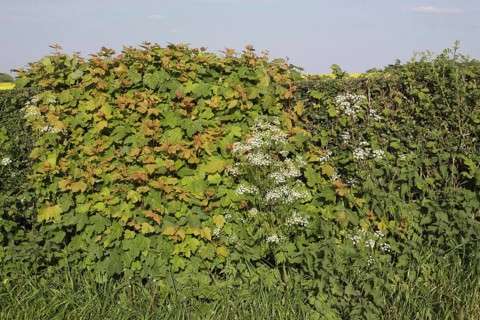 Sycamore