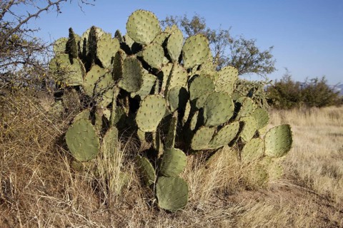 Engelmann's Hedgehog Cactus