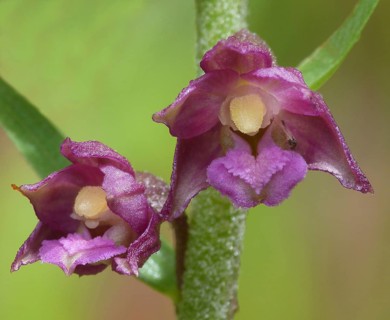 Brown-red hellebore