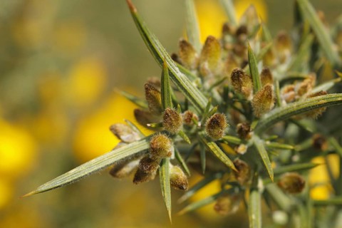 Common common gorse