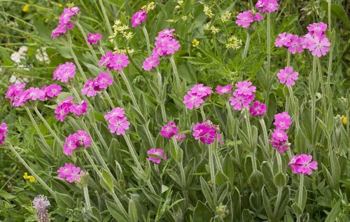 Flowering silene flos-jovis