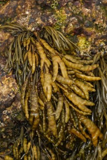 Channelled wrack