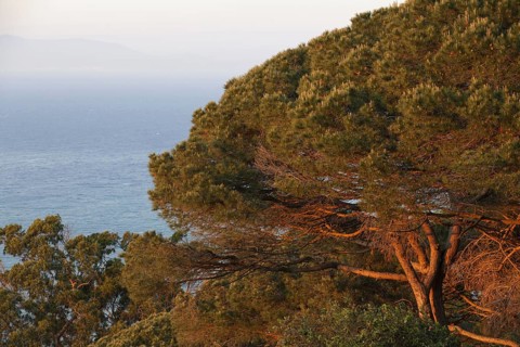 Mediterranean coastal pine