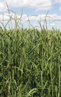 Black meadow grass