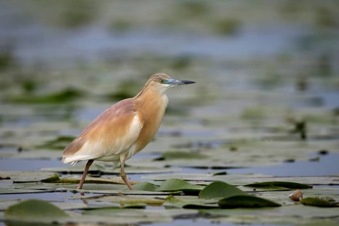 Squacco heron