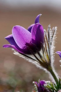 Common pasque flower