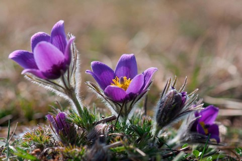 Common pasque flower