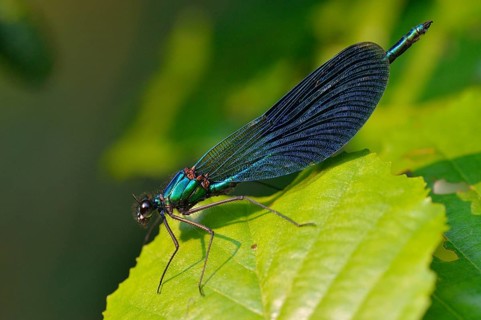 Banded demoiselle