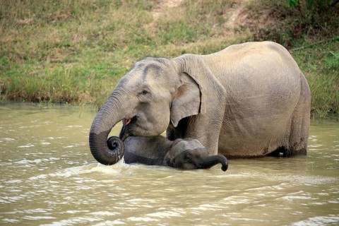 Asian sri lankan elephant
