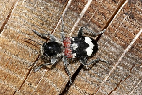 Oak stain beetle