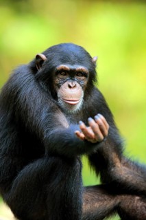 Chimpanzee
