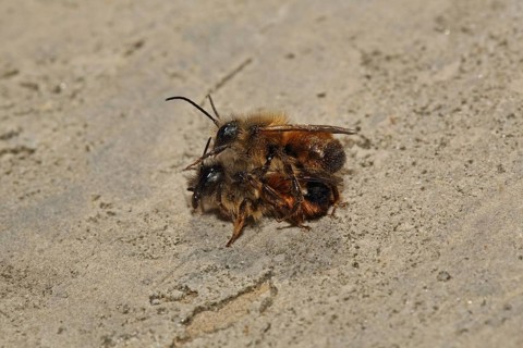 Red mason bee